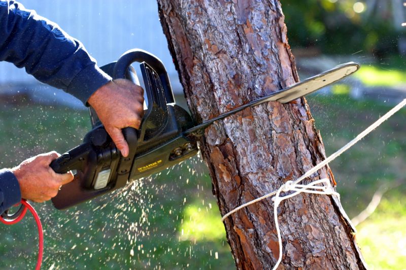 Cypress Tree Removal in San Jose, CA