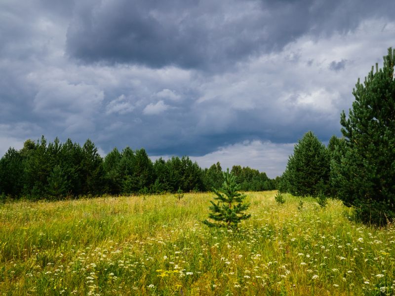 Acreage Clearing in Gwinnett County, GA