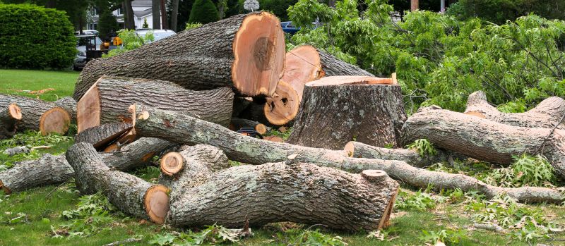 Apple Tree Removal in Duluth, MN