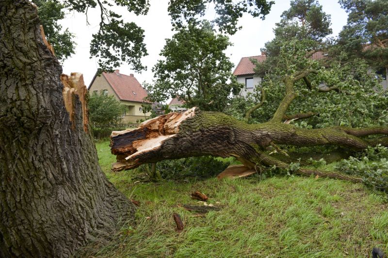 Apple Tree Removal in Bucks County, PA