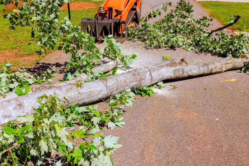Apple Tree Removal in San Jose, CA