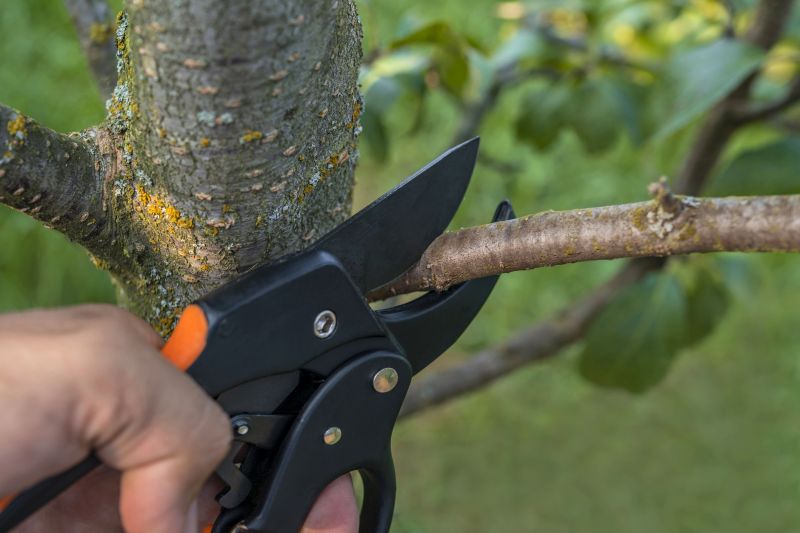 Birch Tree Removal in Bucks County, PA