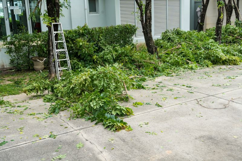 Birch Tree Removal in Aiken, SC