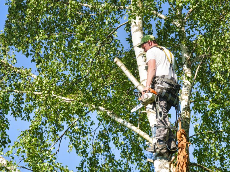 Birch Tree Removal in Duluth, MN