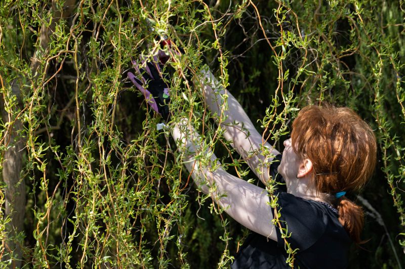 Canopy Pruning in Reno, NV