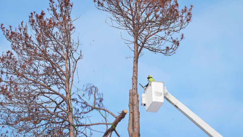 Commercial Tree Removal in Duluth, MN