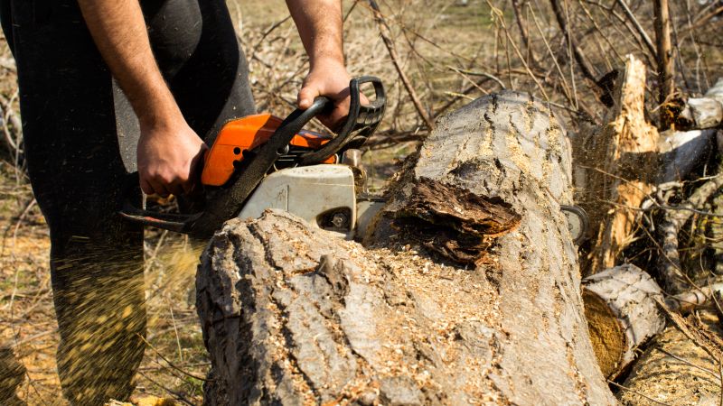 Cypress Tree Removal in Montgomery County, PA