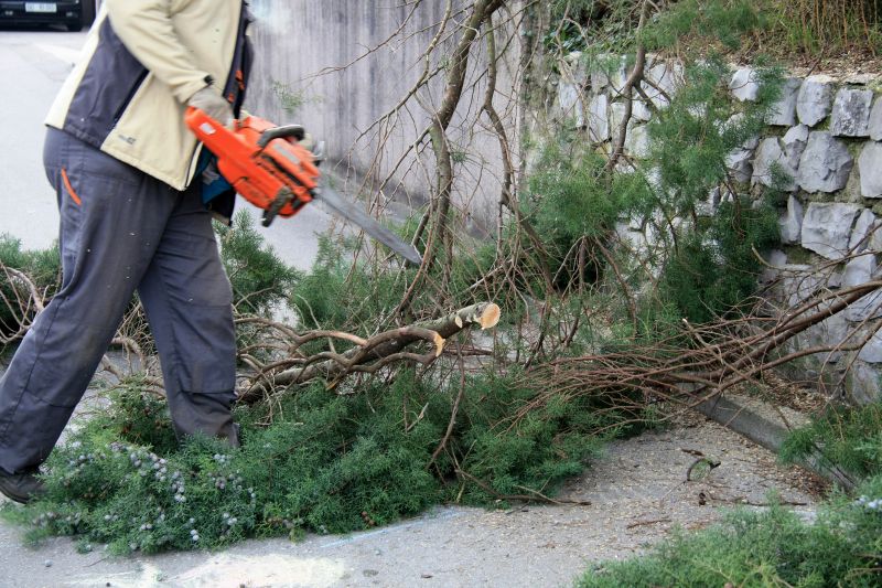 Cypress Tree Removal in Pottstown, PA