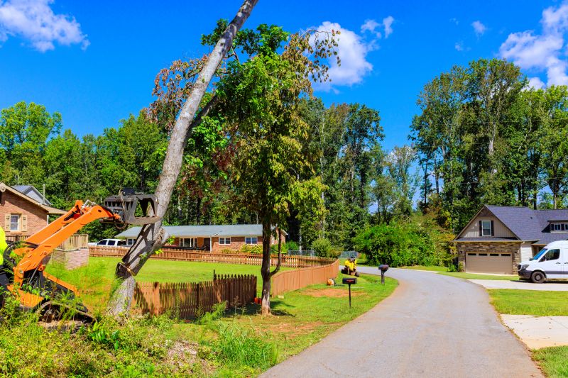 Cypress Tree Removal