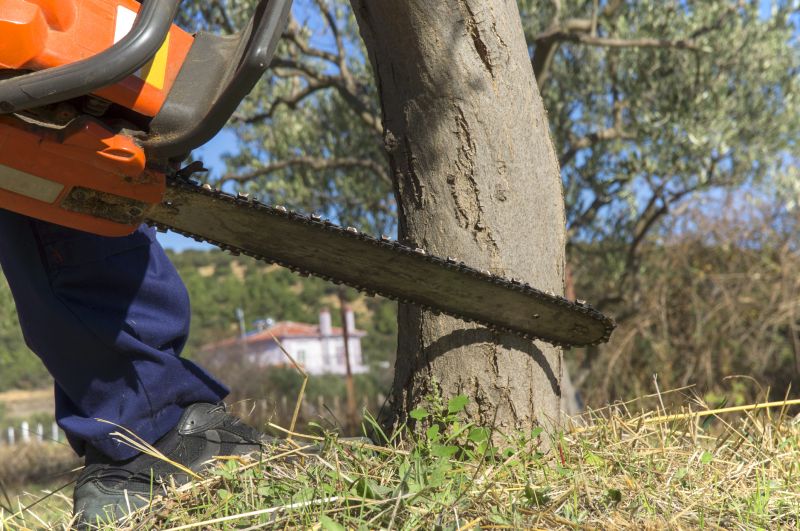 Dead Tree Removal in Pottstown, PA