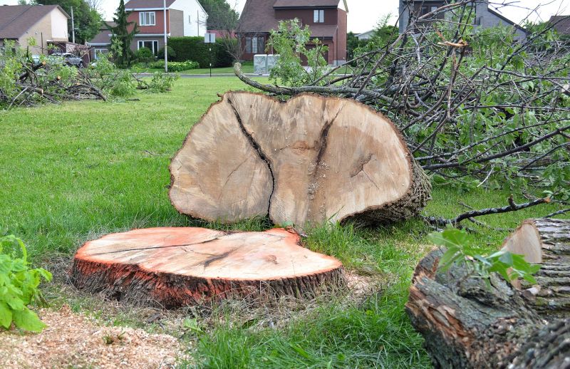 Dead Tree Removal in Duluth, MN