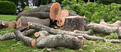 Dead Tree Removal in Duluth, MN