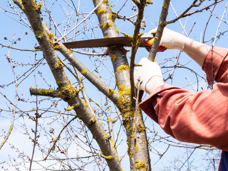 Deadwood Removal in Reno, NV