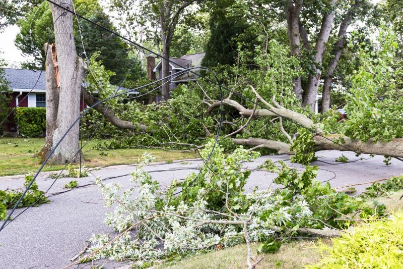 Fallen Tree on Commercial Site