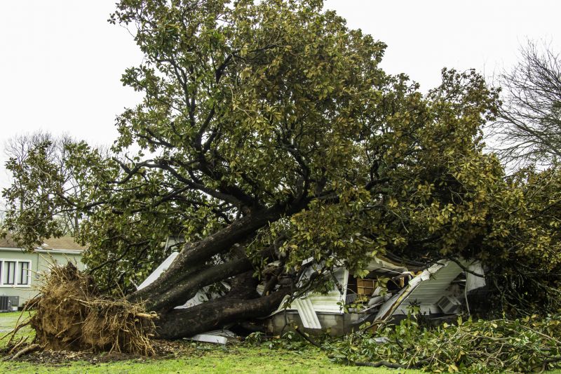 Fallen Tree Removal in Duluth, MN