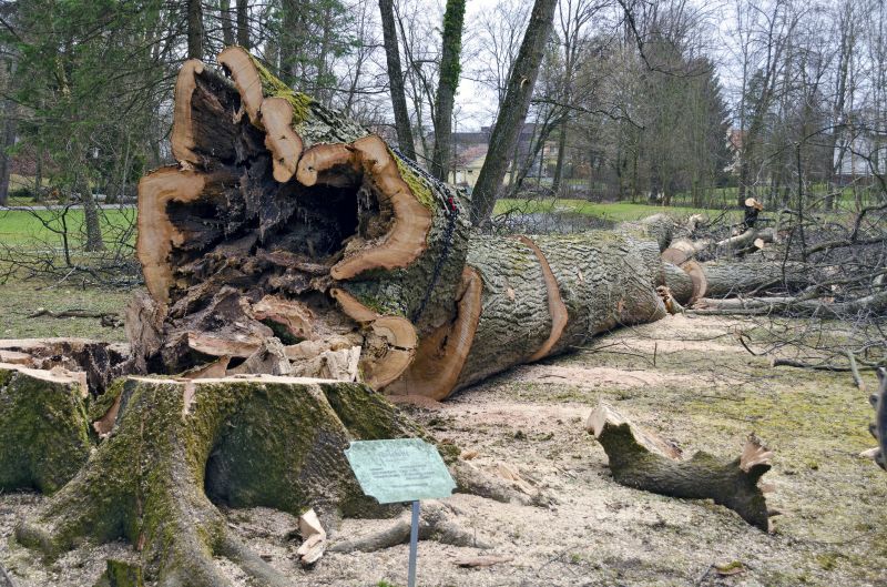 Fallen Tree Removal in San Jose, CA