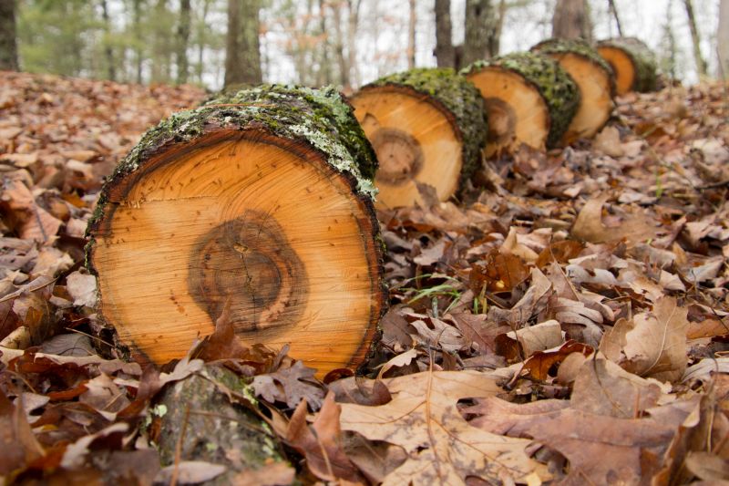 Hickory Tree Removal in Montgomery County, PA