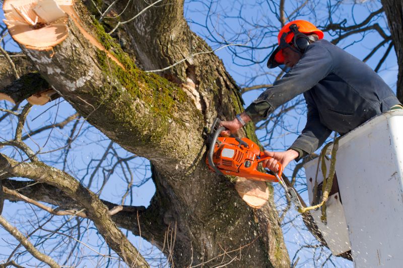 Maple Tree Removal in Duluth, MN