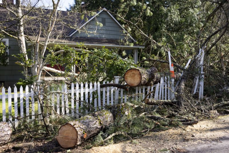Mimosa Tree Removal in Allentown, PA