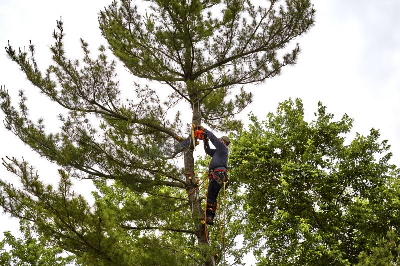 Palm Tree Removal in Doylestown, PA