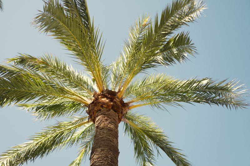 Palm Tree Removal in Duluth, MN
