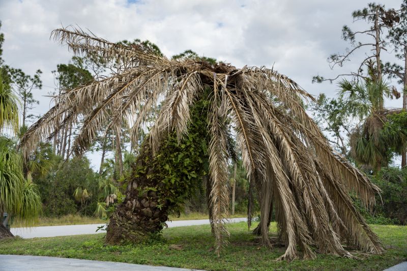 Palm Tree Removal in Montgomery County, PA