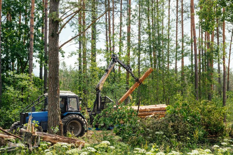 Pine Tree Clearing in Marietta, GA
