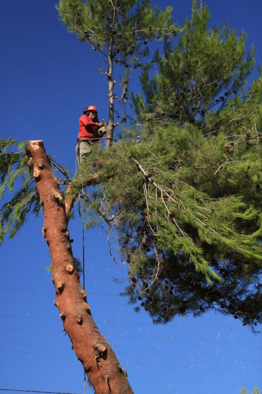 Spruce Tree Removal in Duluth, MN