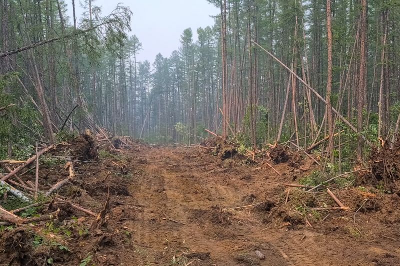 Thicket Clearing in Katy, TX