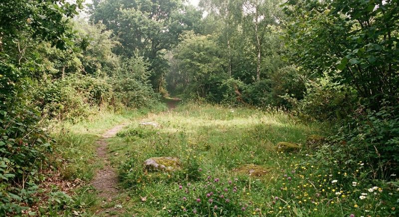 Thicket Clearing in Atlanta, GA