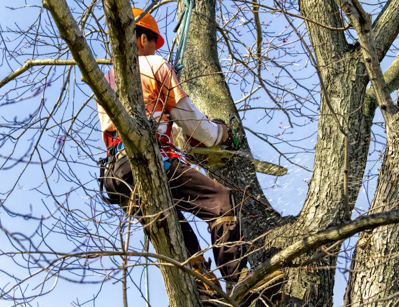 Tree Removal Service in San Jose, CA