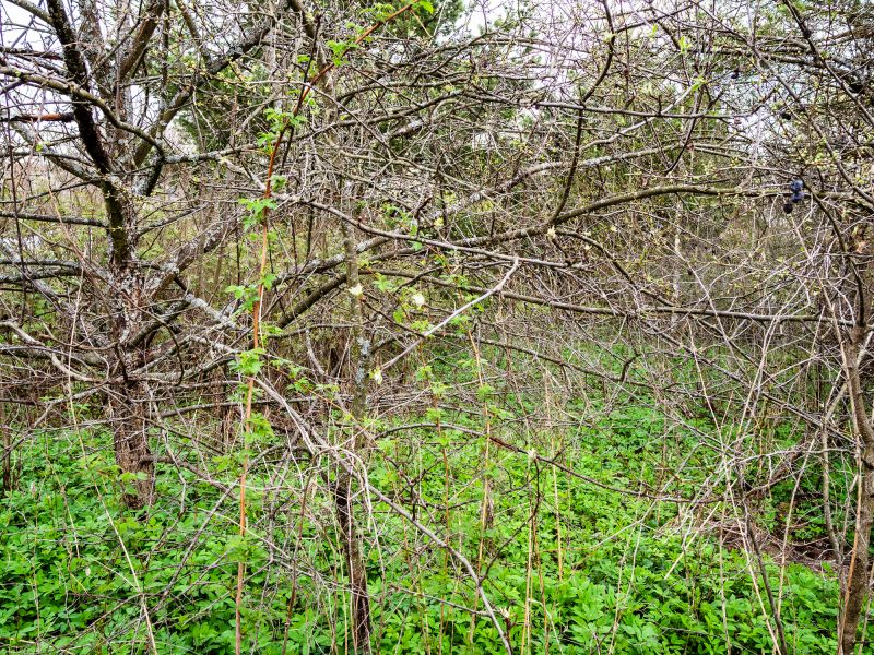 Underbrush Clearing in Cumming, GA
