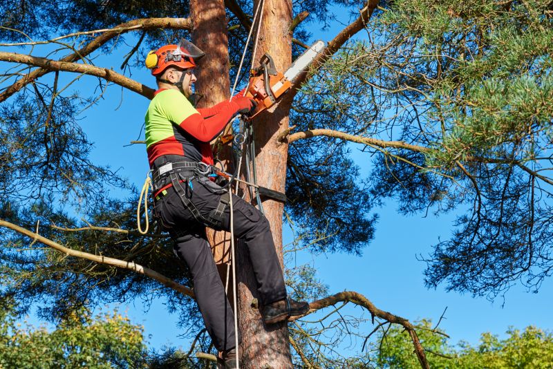 Certified Arborists