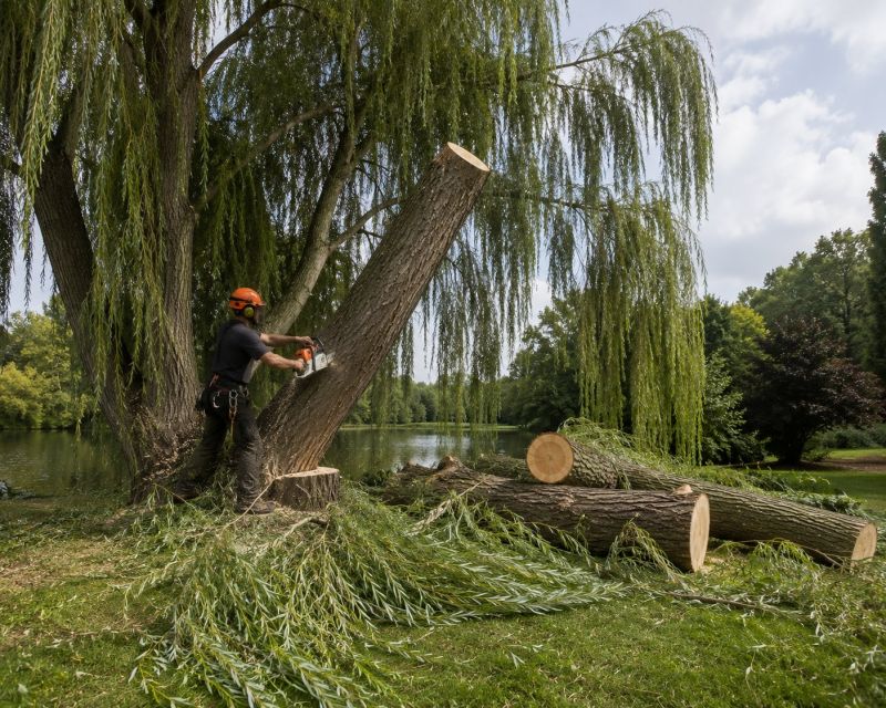 Willow Tree Removal in Duluth, MN