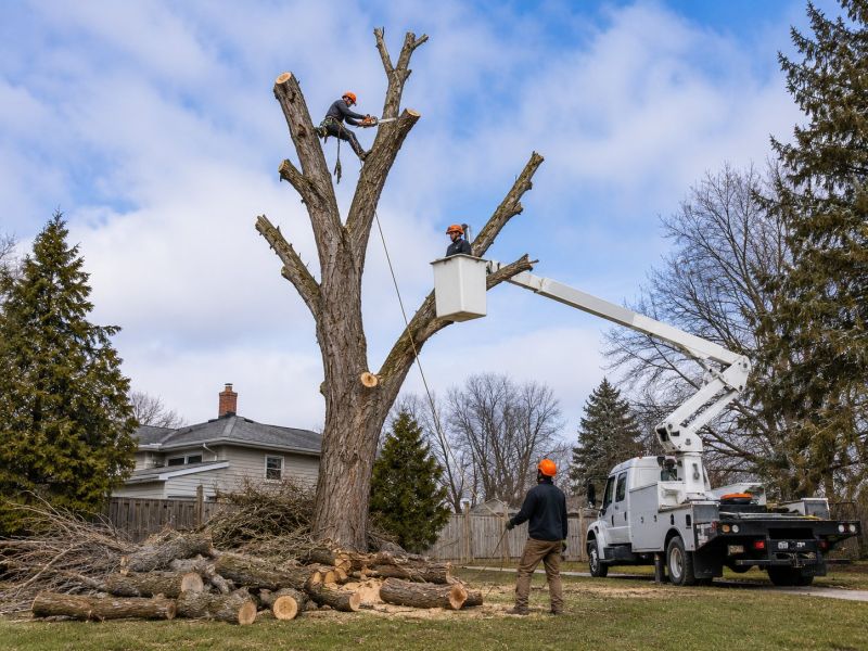 Willow Tree Removal in Duluth, MN